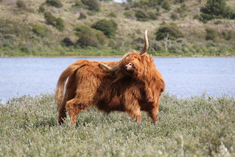 OFS sector R&T stuurt brief naar Staatsbosbeheer omtrent verdwenen Schotse Hooglanders in Pettemer duinen
