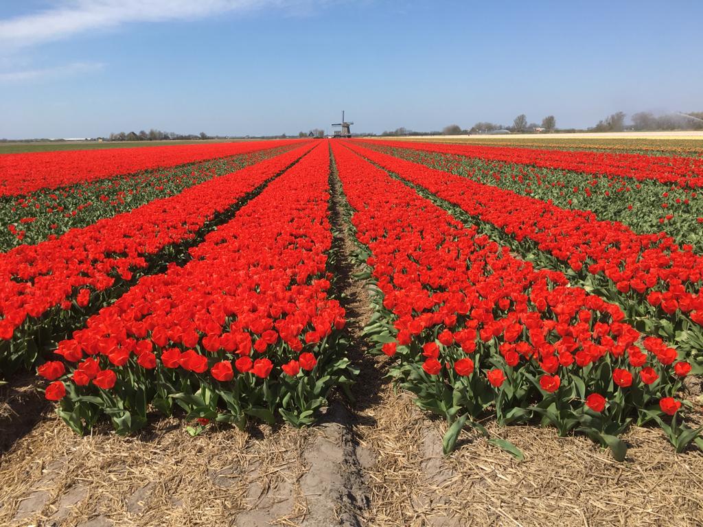 Prentenboek Tulipa voor basisscholen gemeente Schagen