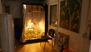 Lintje - website (1)