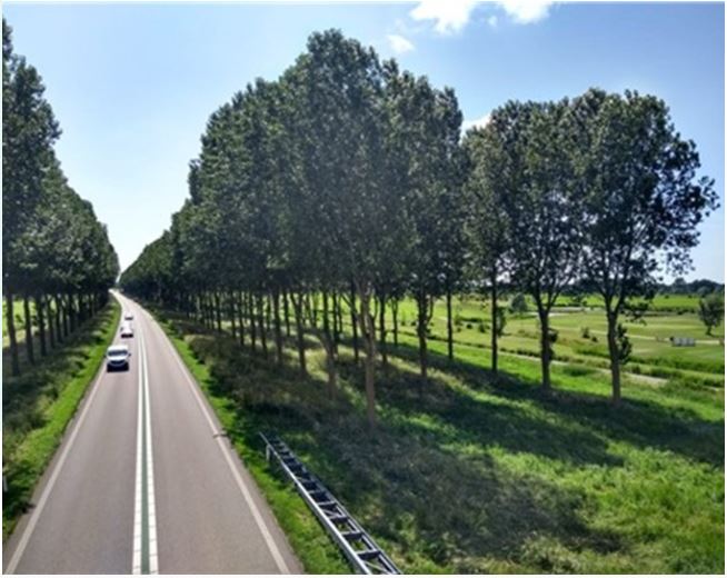 Bomenkap en herplanting langs de N242 