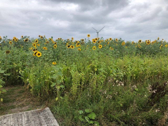 Zonnige start voor het Maïszonnebloemdoolhof bij Land van Fluwel