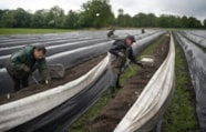 IND-Asperges-1004 (002)